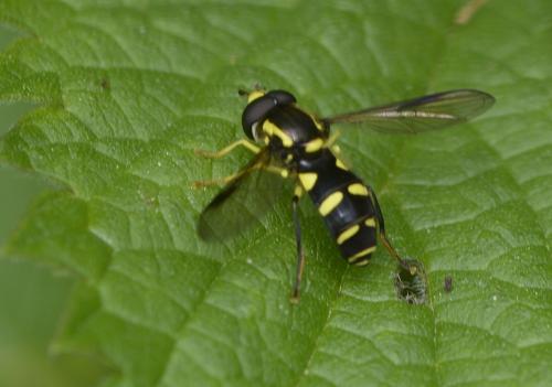 Philhelius sp.